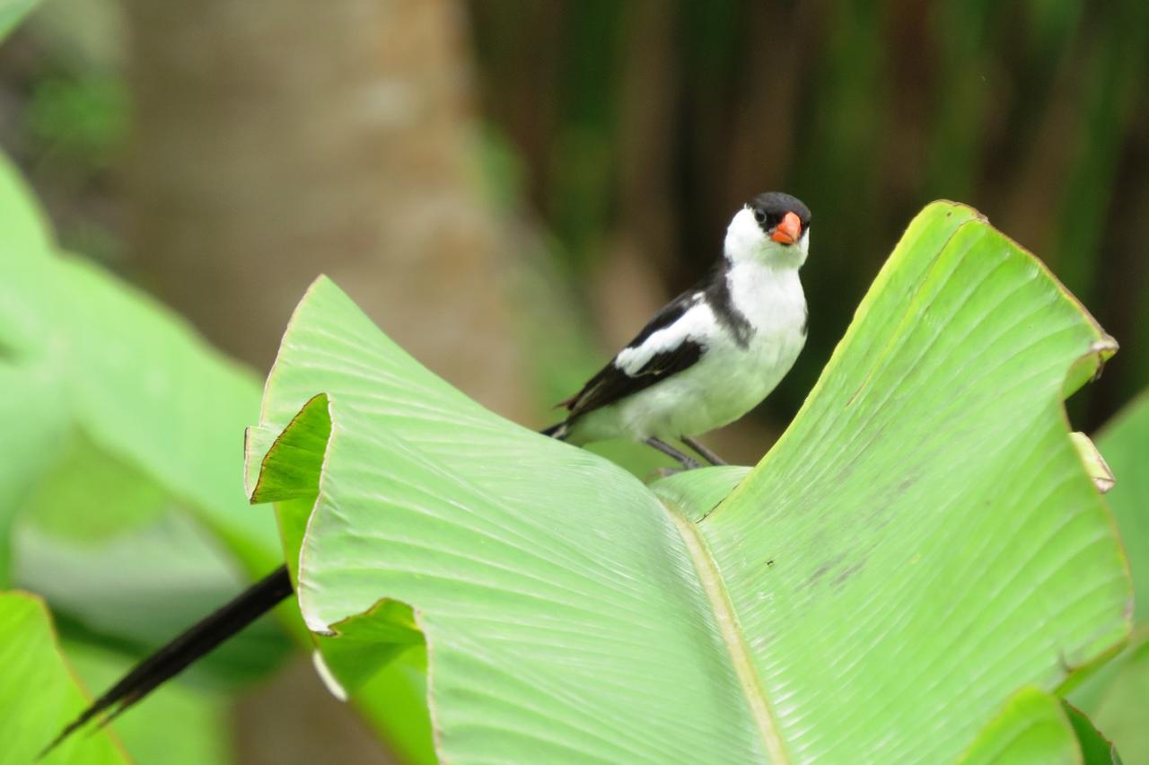 Mucumbli Villa Ponta Figo Luaran gambar
